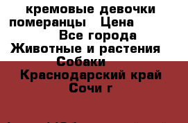 кремовые девочки померанцы › Цена ­ 30 000 - Все города Животные и растения » Собаки   . Краснодарский край,Сочи г.